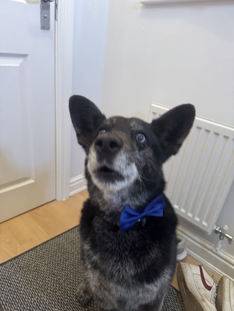 A merle collie-type dog in a blue bow tie sitting on a doormat after its groom