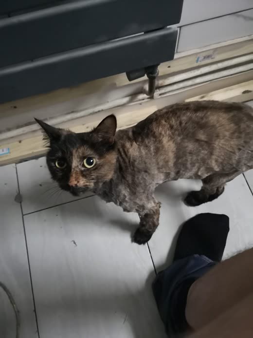 A tortoiseshell cat standing on a tiled floor looking up